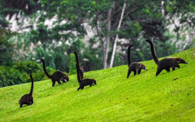 Summit Rainforest & Golf Resort