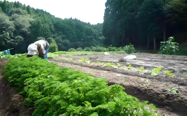 Minshuku Ryokan Miuraya
