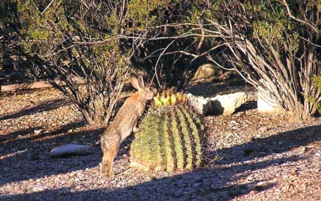 Cactus Cove