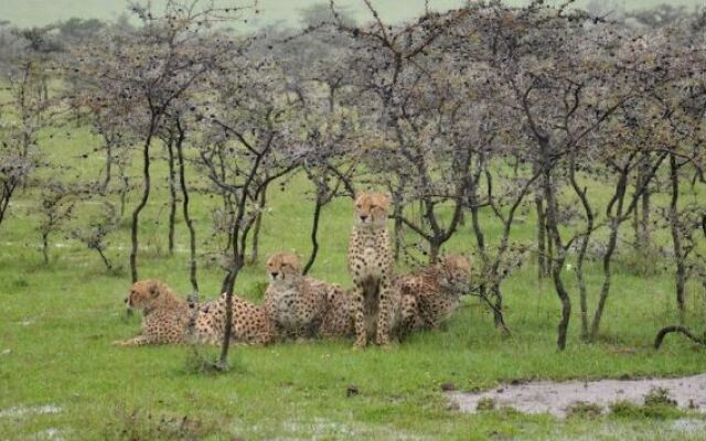 Naboisho Camp