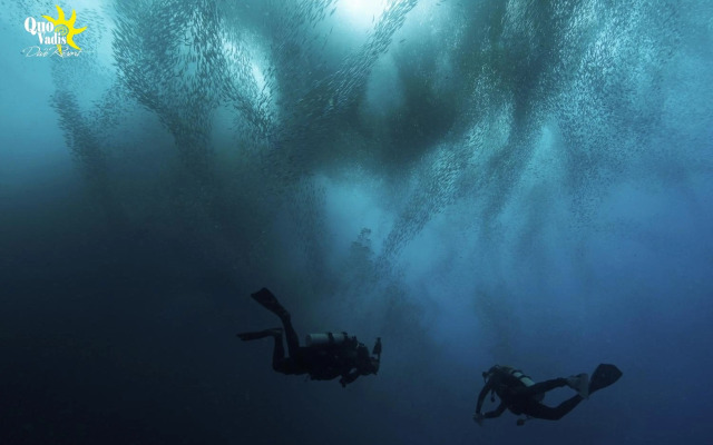 Quo Vadis Dive Resort Moalboal