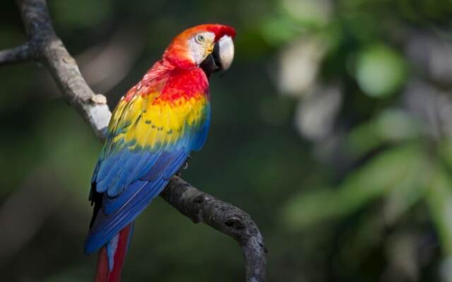 Tambopata Lodge