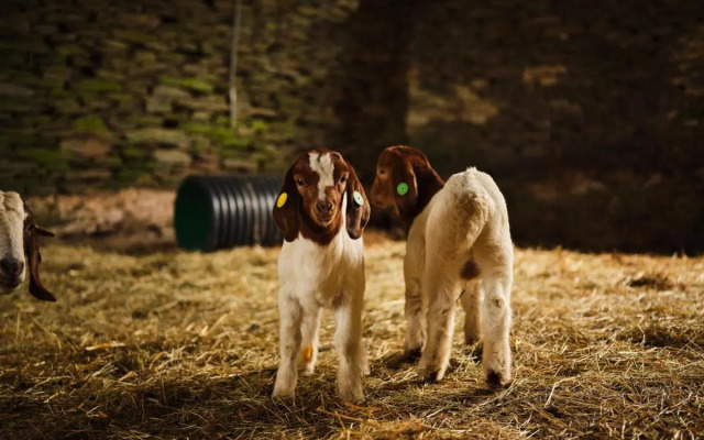 Fowlescombe Farm