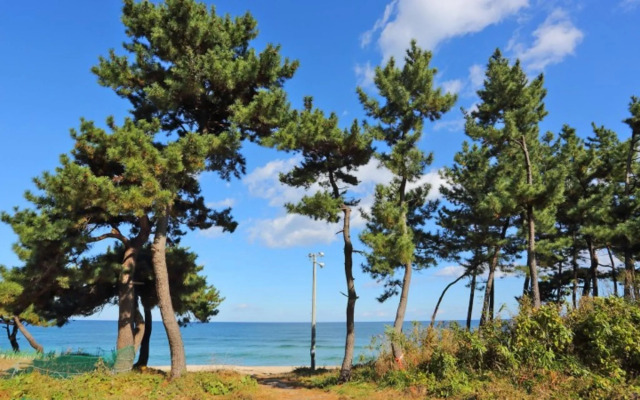 Gangneung Mint Cloud Pension