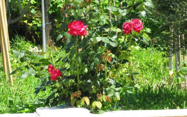 Božana - With Parking - A3