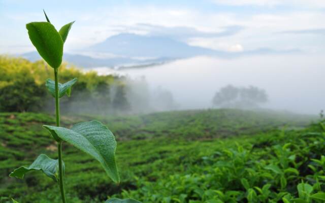 Sabah Tea Garden