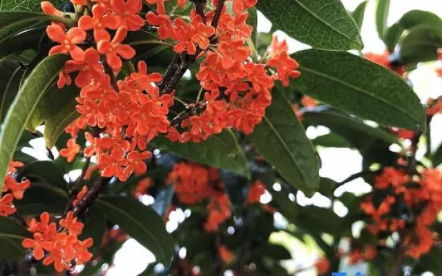 Rooftop Flower Stream Ink B&B