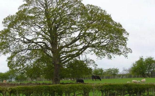 THE GINNEY Country Guest House