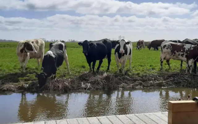 Jacuzzi, Cows, Dairyfarm, Relaxing, Sleeping