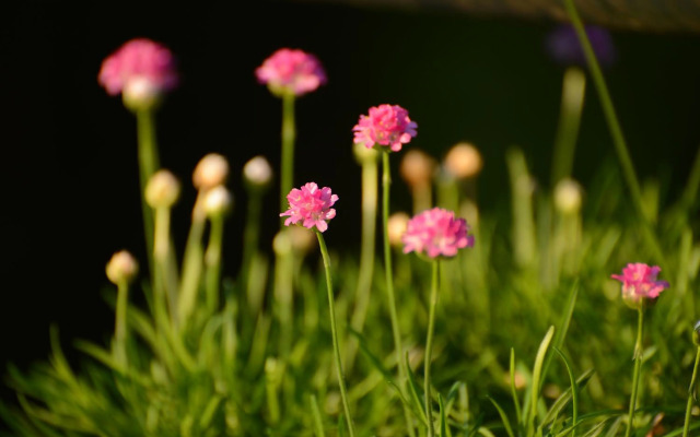 Hotel Kusakabe Armeria