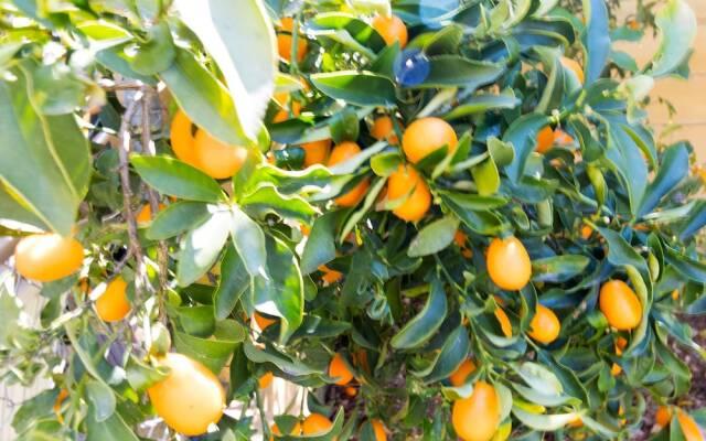 El terrenito. Villa Maria del mar