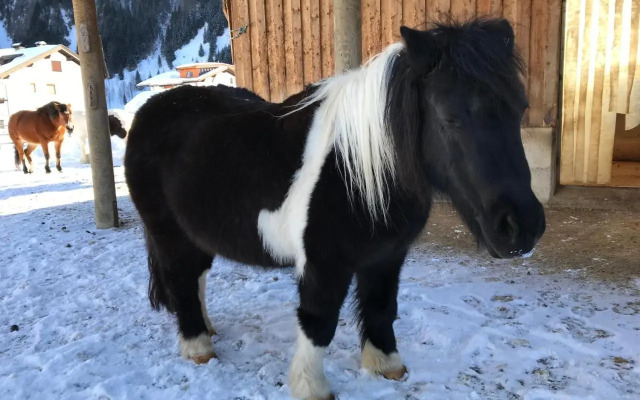 Pony-Ziegen-Hasen-Ranch Bichlbach
