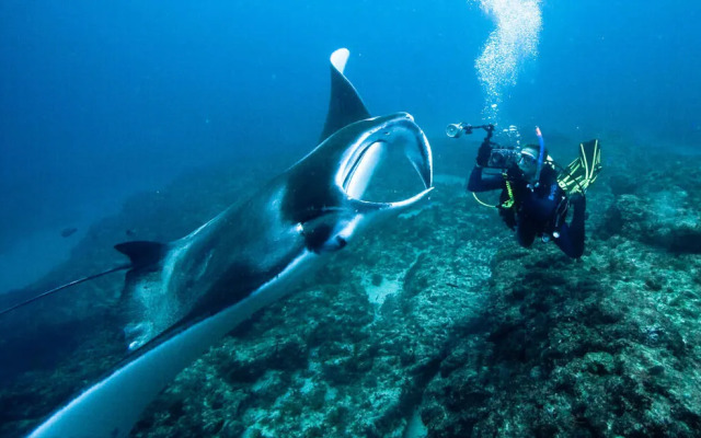 Manta Lodge YHA & Scuba Centre - Hostel