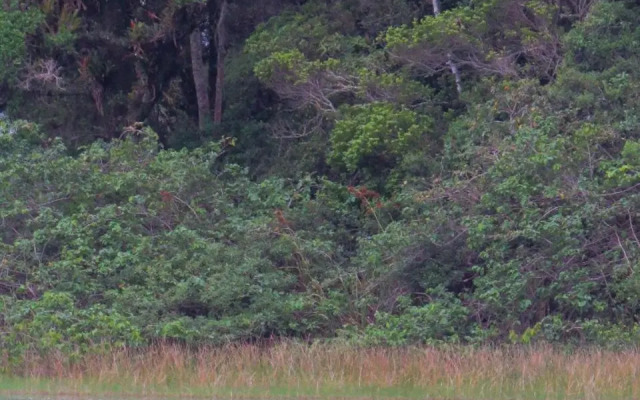 Suite Ibiraquera Master