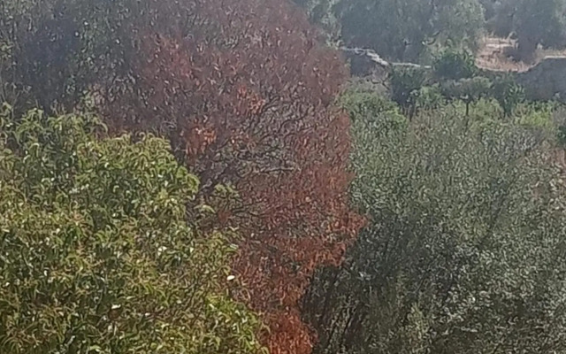 Villa "Gli Ulivi di Atena"