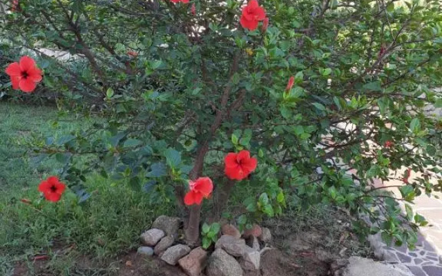 casa rosa nel residence mirice con piscina ,wifi,condizionatore - vicino al mare