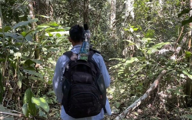 Amazonian Oropendola & tambopata