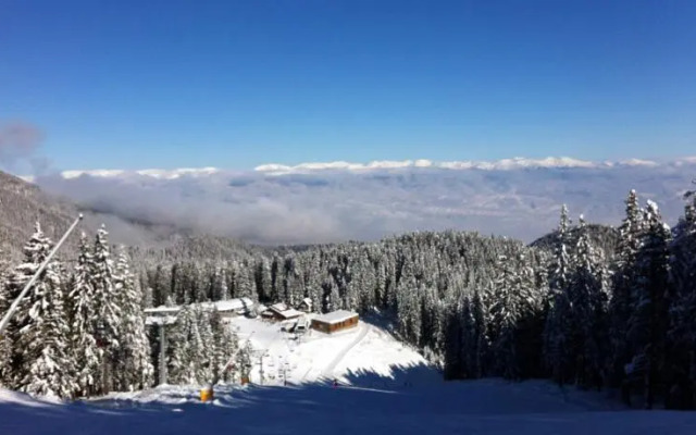 The Green Pine Chalet