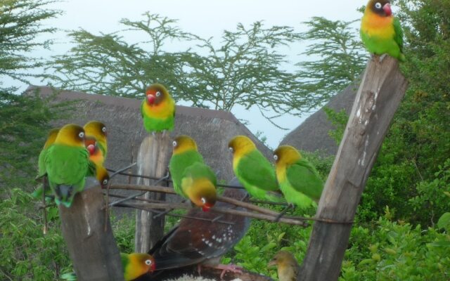 Sunbird Lodge Elementaita