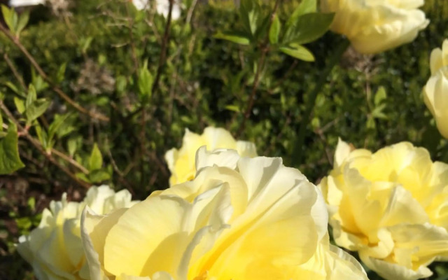 Ferienwohnung Deichapfel im Alten Land (Jork)