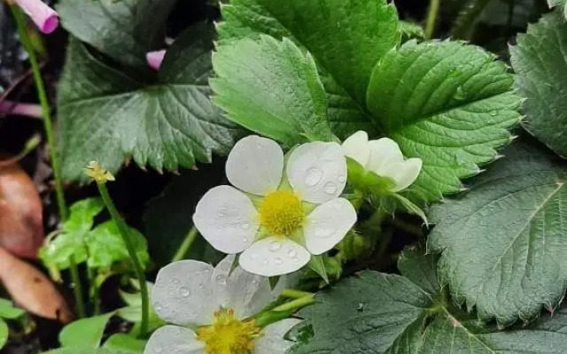 Quarto Suíte Itapoá - SC