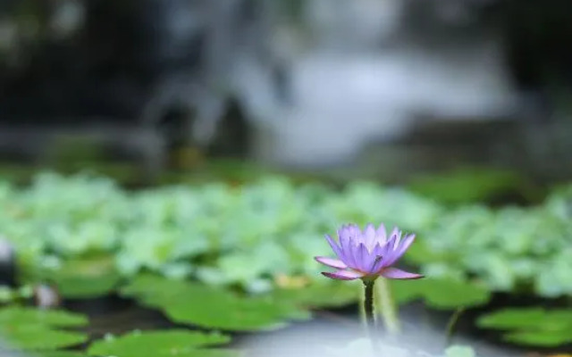 Xiyingong