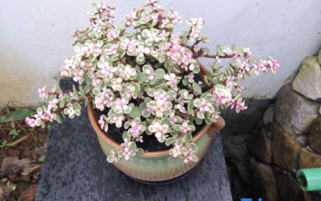 Yueqing Yandang Banshufang Inn