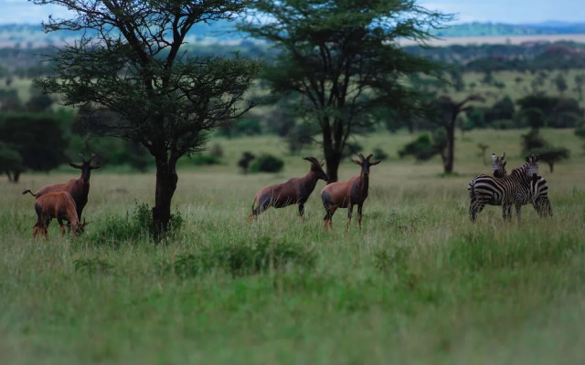 Mlimwa Camp