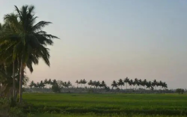 Paddy Homestay