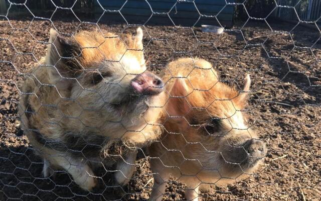 Windsor Studio West-Only 10 mins from Legoland