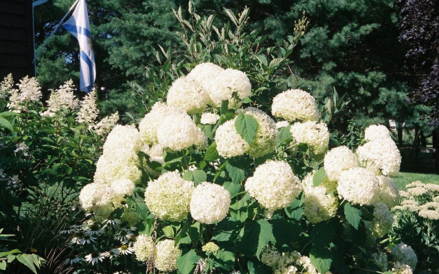 Tulips and Thistle Bed & Breakfast