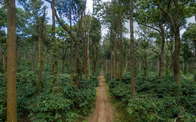 Ama Plantation Trails Coorg