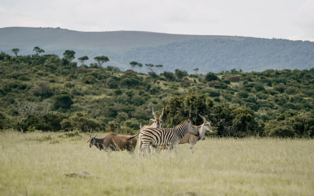 Elephants Lodge - Bellevue Forest Reserve