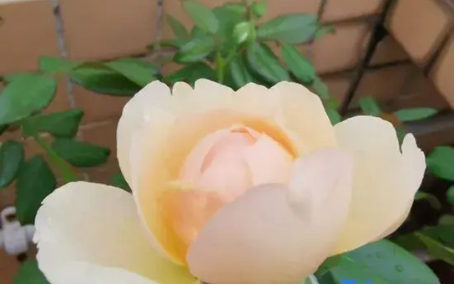 Xiangjingli Homestay