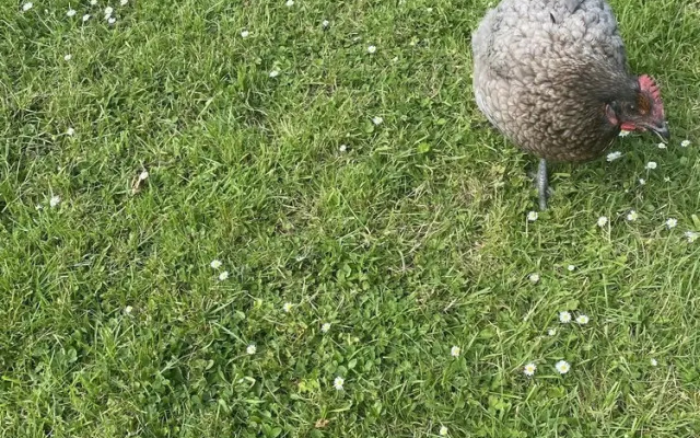 The penruddocke arms