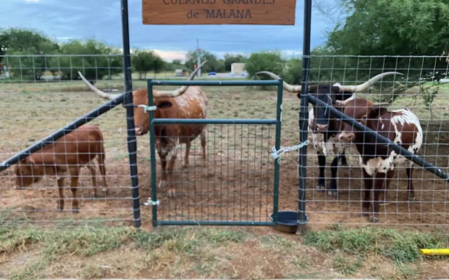 Malana Hotels & Suites