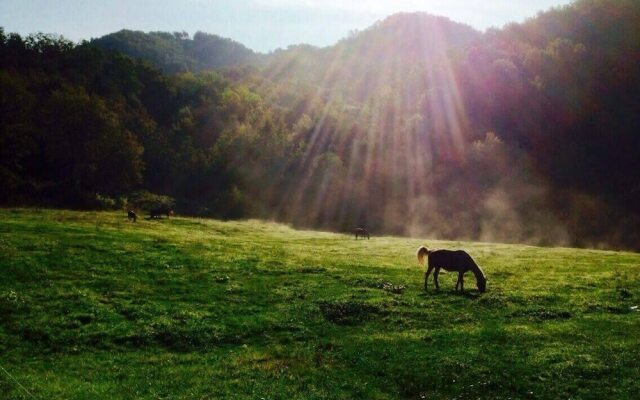 Agriturismo Il Picchio Verde