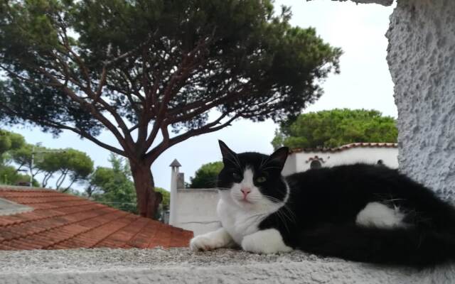 B&B Villa Cinque Pini