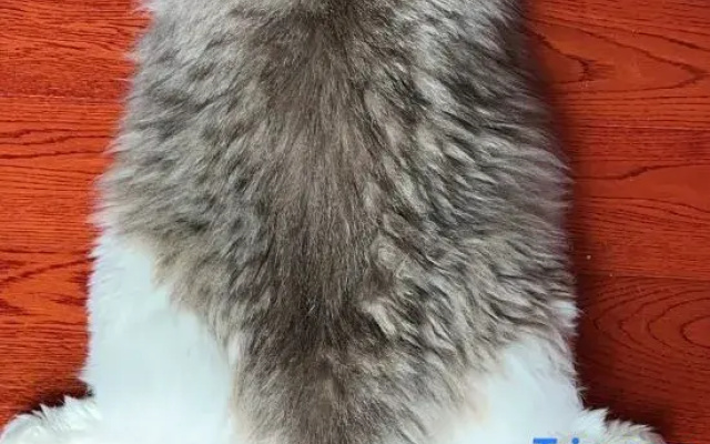 Guangzhou cats hotel