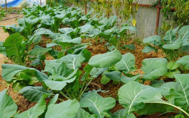 Hasera Organic Farmstay: Farm to Table & Mountain View