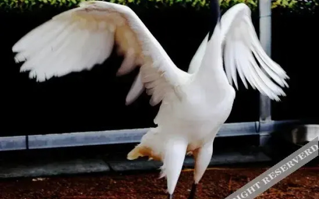 Tiantaishan Hotspring Resort Villa