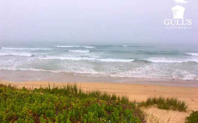 Gull's Stilbaai