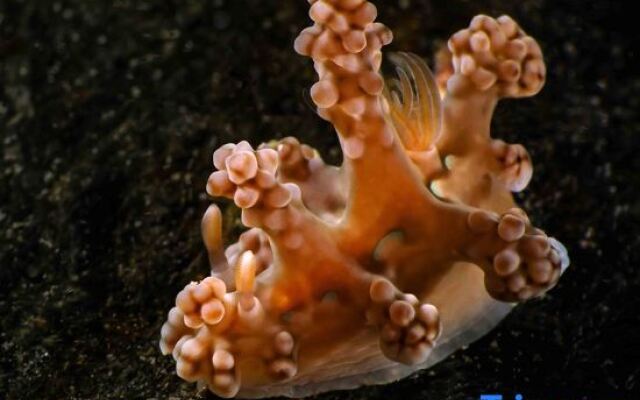 The Three P Beach Resort & Dive Center