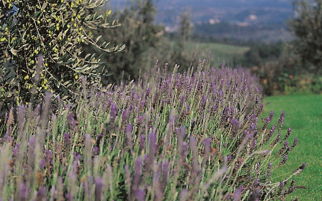 Podere il Pino