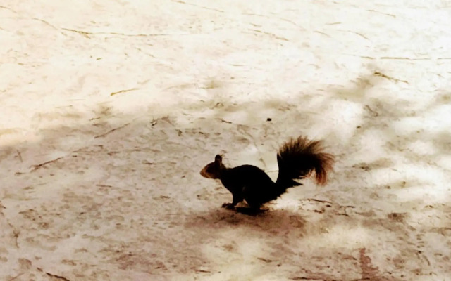 Las Yucas rural house