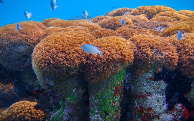 Coral Reef View Inn