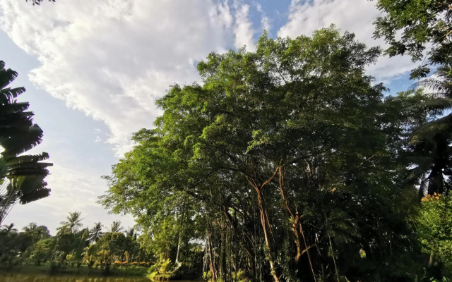 Sepilok Jungle Resort