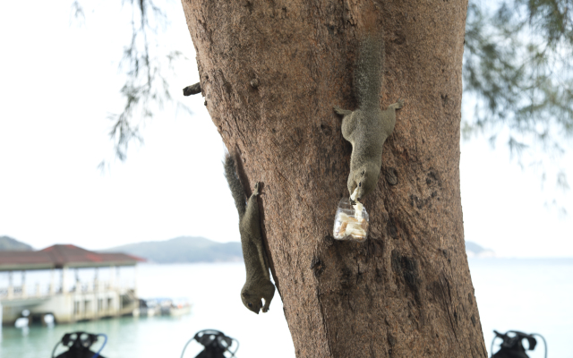 Perhentian Island Resort