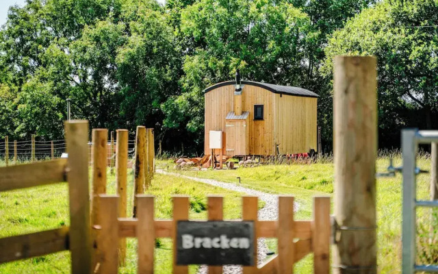 Bracken