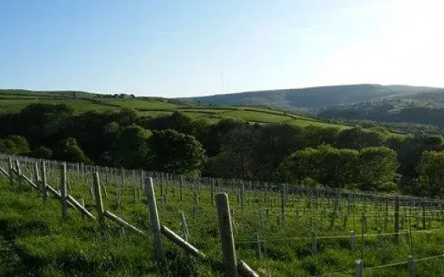 Holmfirth Vineyard